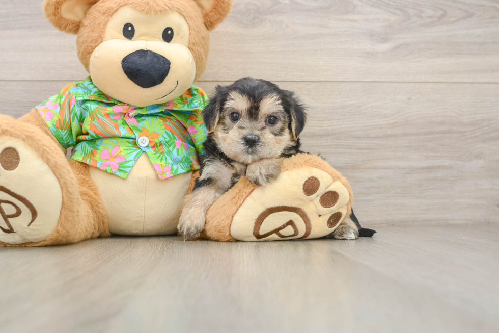 Hypoallergenic Yortese Designer Puppy