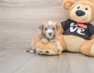 6 week old Morkie Puppy For Sale - Florida Fur Babies