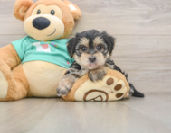 6 week old Morkie Puppy For Sale - Florida Fur Babies