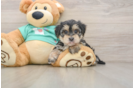 Friendly Morkie Baby