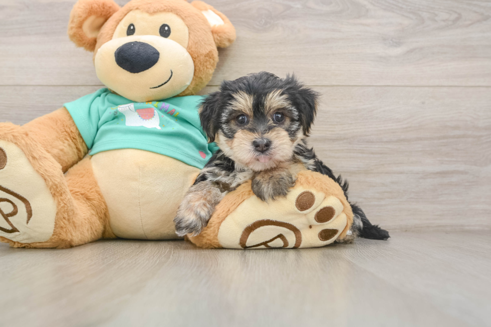 Friendly Morkie Baby