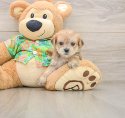 7 week old Morkie Puppy For Sale - Florida Fur Babies