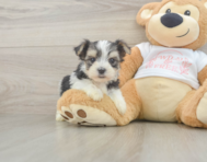 6 week old Morkie Puppy For Sale - Florida Fur Babies