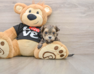 5 week old Morkie Puppy For Sale - Florida Fur Babies