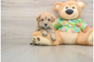 Friendly Morkie Baby