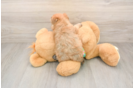 Energetic Yorktese Designer Puppy