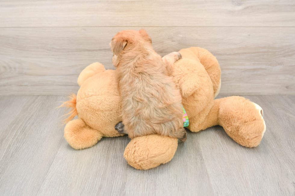 Energetic Yorktese Designer Puppy