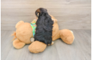 Morkie Puppy for Adoption