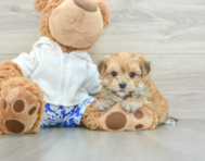 5 week old Morkie Puppy For Sale - Florida Fur Babies