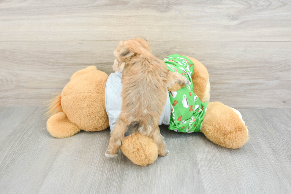Morkie Pup Being Cute