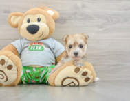 5 week old Morkie Puppy For Sale - Florida Fur Babies