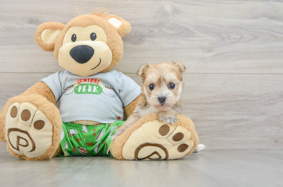 5 week old Morkie Puppy For Sale - Florida Fur Babies