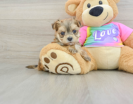 5 week old Morkie Puppy For Sale - Florida Fur Babies