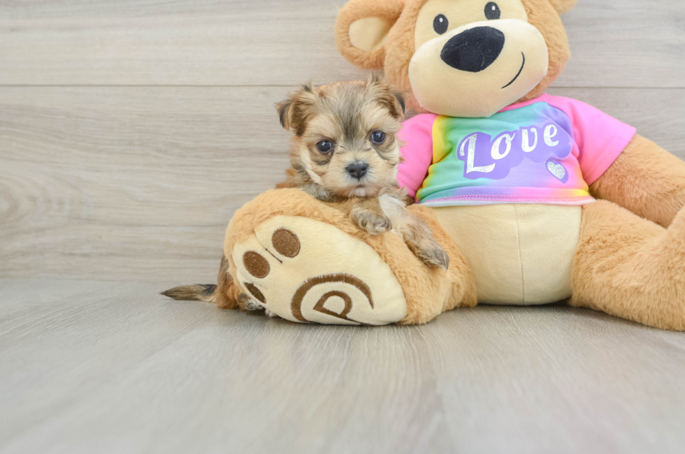 5 week old Morkie Puppy For Sale - Florida Fur Babies