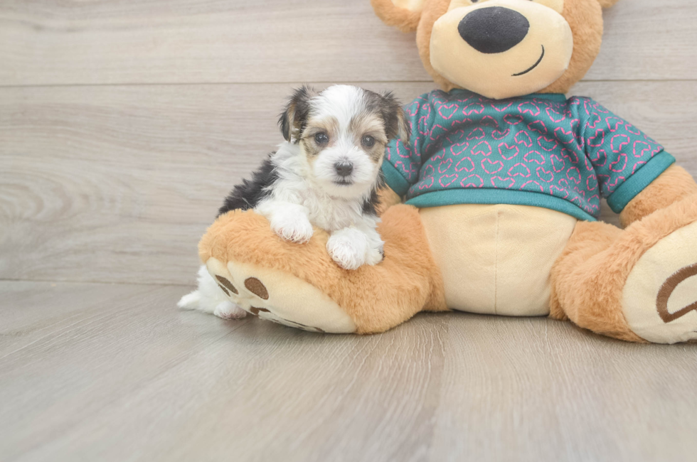 5 week old Morkie Puppy For Sale - Florida Fur Babies