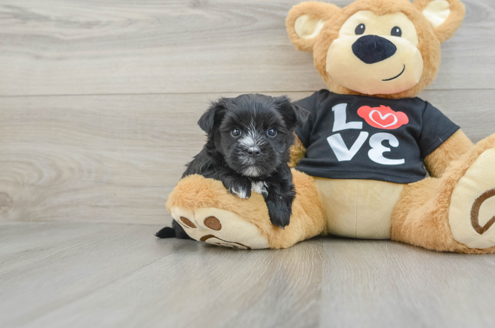 5 week old Morkie Puppy For Sale - Florida Fur Babies