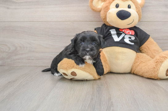 Morkie Puppy for Adoption