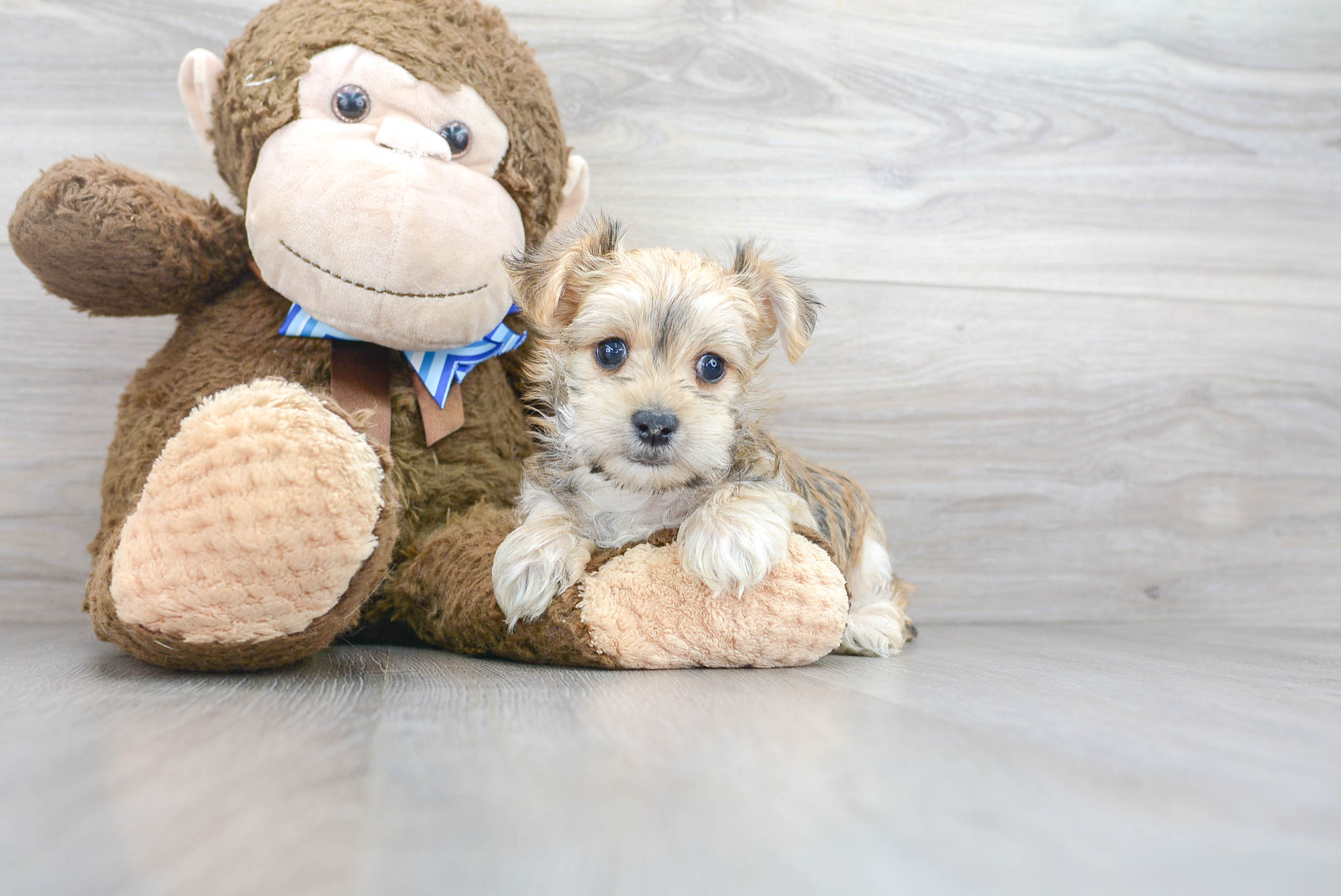 toy morkie