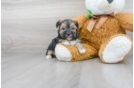 Meet Zeppelin - our Morkie Puppy Photo 2/3 - Florida Fur Babies