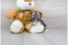 Meet Zeppelin - our Morkie Puppy Photo 1/3 - Florida Fur Babies