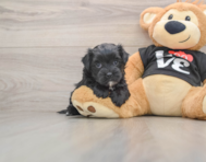 5 week old Morkie Puppy For Sale - Florida Fur Babies