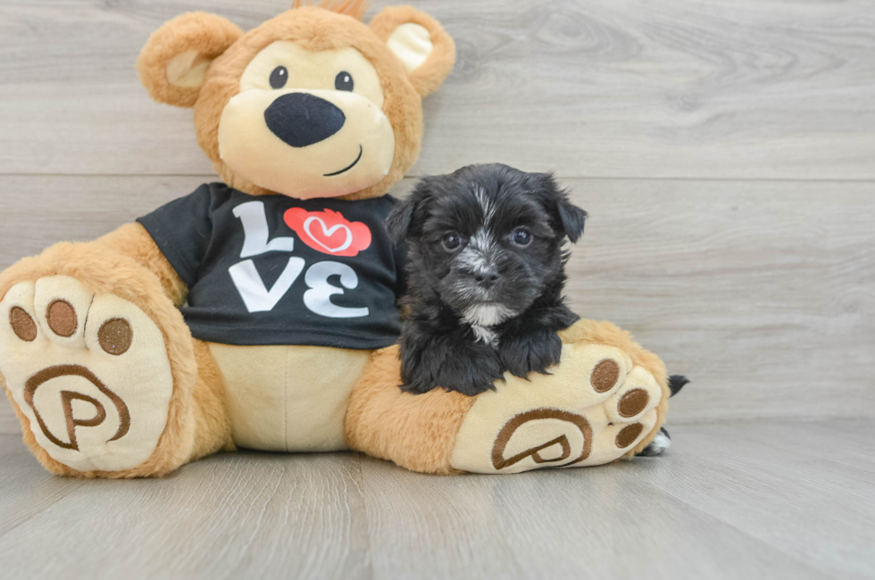 5 week old Morkie Puppy For Sale - Florida Fur Babies