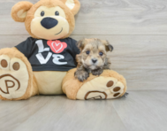 9 week old Morkie Puppy For Sale - Florida Fur Babies