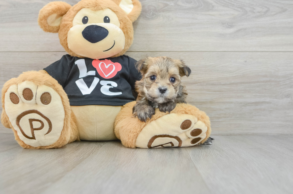 5 week old Morkie Puppy For Sale - Florida Fur Babies