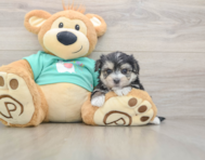 7 week old Morkie Puppy For Sale - Florida Fur Babies