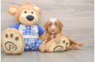 Adorable Mini Berniedoodle Poodle Mix Puppy