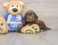 8 week old Mini Bernedoodle Puppy For Sale - Florida Fur Babies