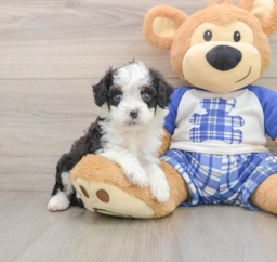 6 week old Mini Bernedoodle Puppy For Sale - Florida Fur Babies