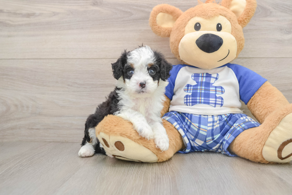 Petite Mini Bernedoodle Poodle Mix Pup
