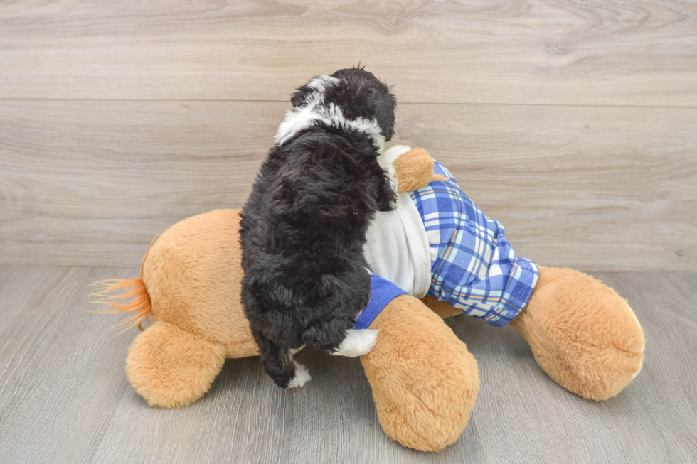 Best Mini Bernedoodle Baby
