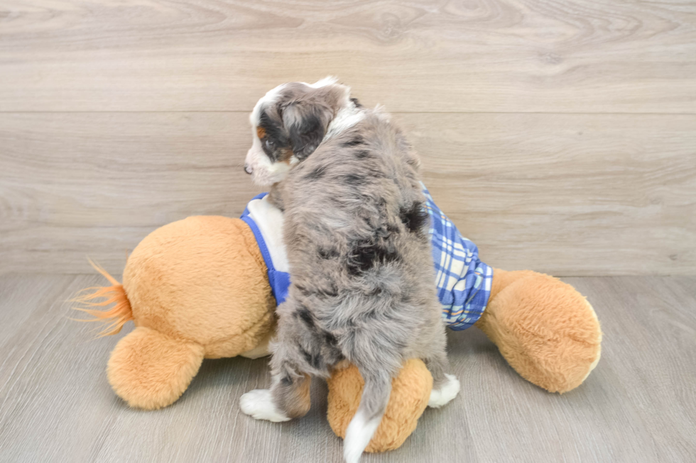 Best Mini Bernedoodle Baby