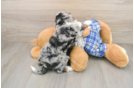Hypoallergenic Bernese Doodle Poodle Mix Puppy