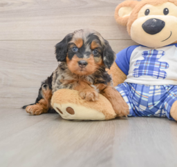 7 week old Mini Bernedoodle Puppy For Sale - Florida Fur Babies