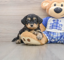 7 week old Mini Bernedoodle Puppy For Sale - Florida Fur Babies