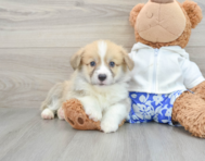 6 week old Pembroke Welsh Corgi Puppy For Sale - Florida Fur Babies