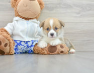 7 week old Pembroke Welsh Corgi Puppy For Sale - Florida Fur Babies