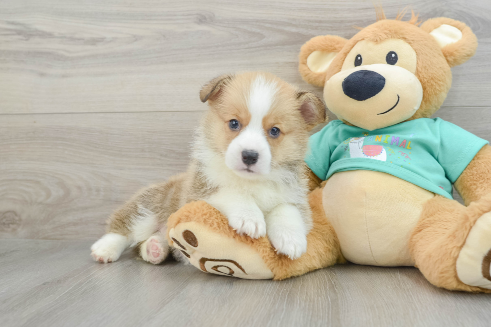 Pembroke Welsh Corgi Puppy for Adoption