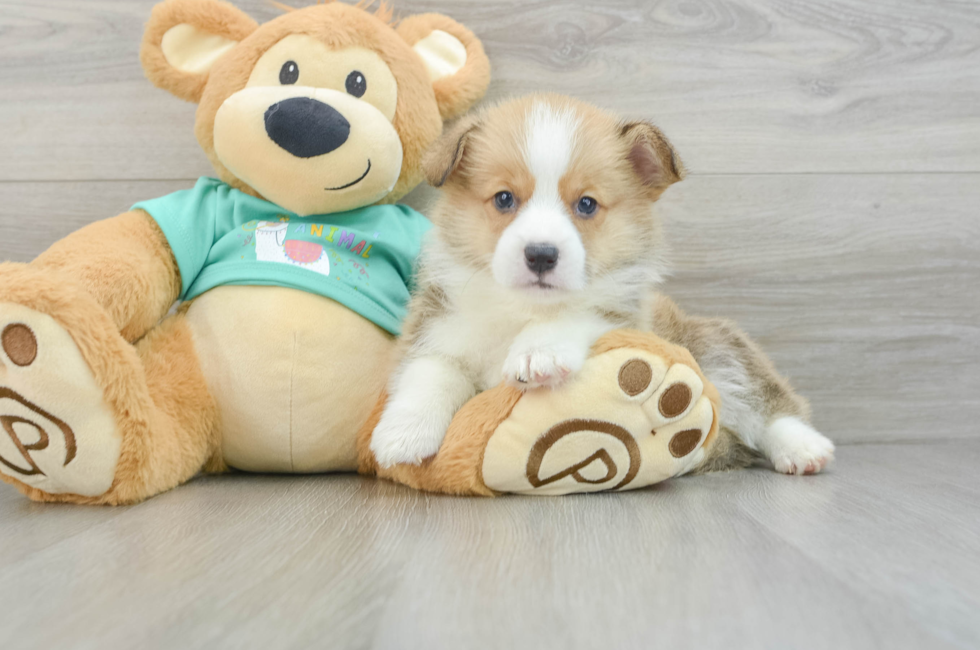 7 week old Pembroke Welsh Corgi Puppy For Sale - Florida Fur Babies