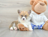 6 week old Pembroke Welsh Corgi Puppy For Sale - Florida Fur Babies