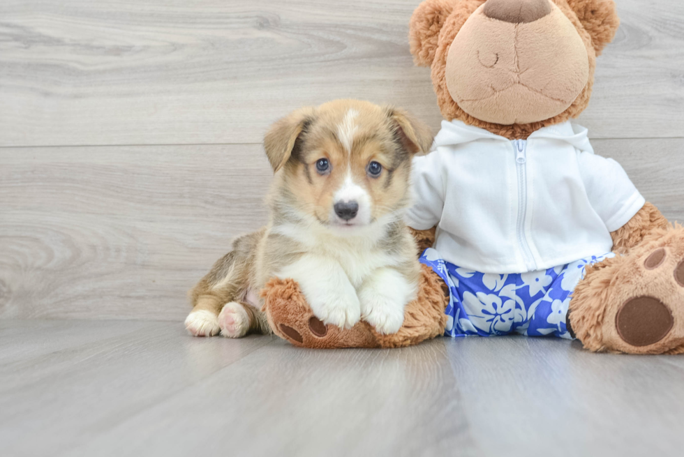 Small Pembroke Welsh Corgi Baby