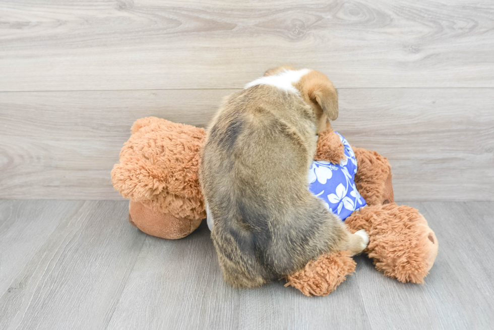 Playful Pembroke Welsh Corgi Purebred Pup