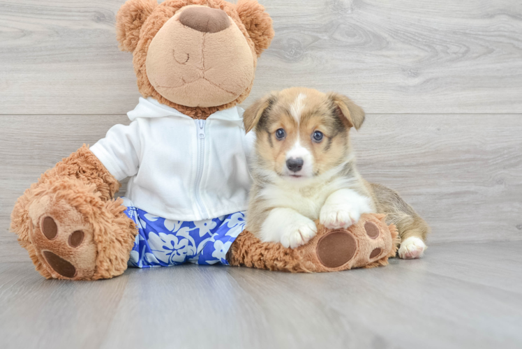 Best Pembroke Welsh Corgi Baby