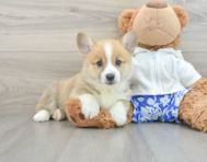 7 week old Pembroke Welsh Corgi Puppy For Sale - Florida Fur Babies