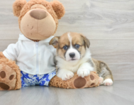 7 week old Pembroke Welsh Corgi Puppy For Sale - Florida Fur Babies