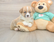 5 week old Pembroke Welsh Corgi Puppy For Sale - Florida Fur Babies