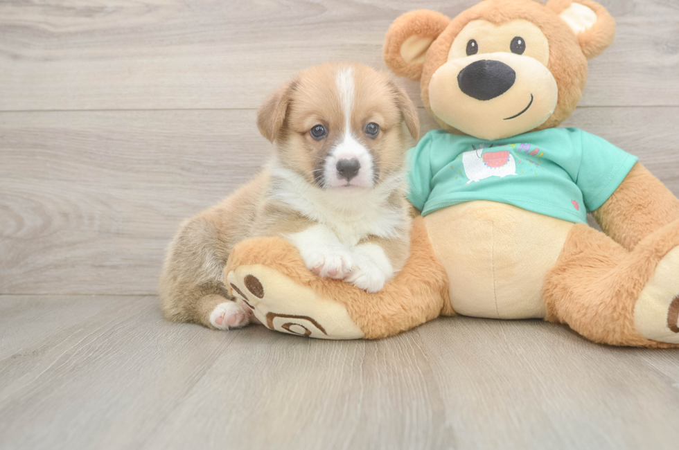 5 week old Pembroke Welsh Corgi Puppy For Sale - Florida Fur Babies